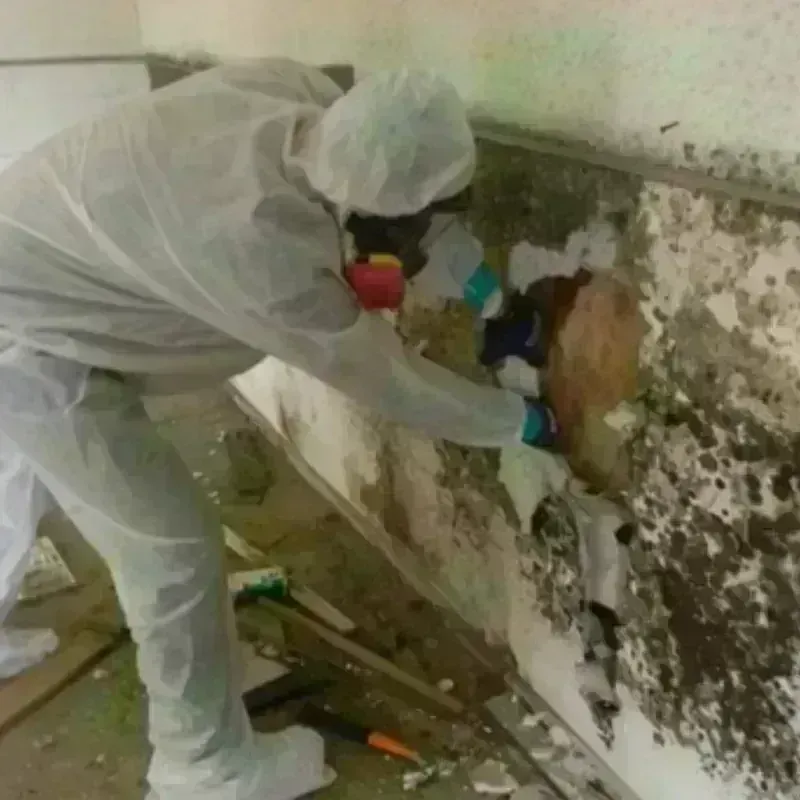 Mold Remediation and Removal in Clinton County, MI